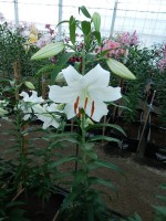 [4235 Casa Blanca TYS No201.JPG]